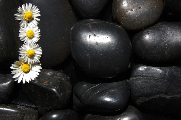 Daisy blommor på svarta stenar — Stockfoto