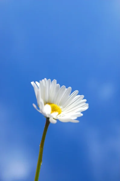 Daisy mavi bahar gökyüzü altında — Stok fotoğraf