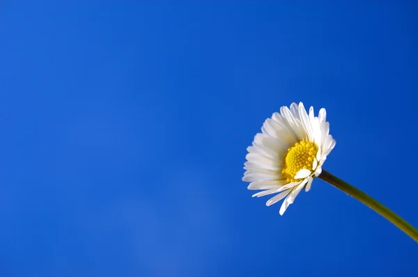 Daisy under blue spring sky — Stock Photo, Image