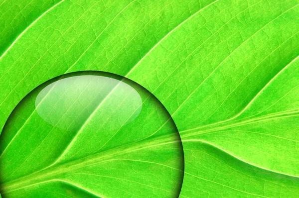 Green leaf with water drop — Stock Photo, Image