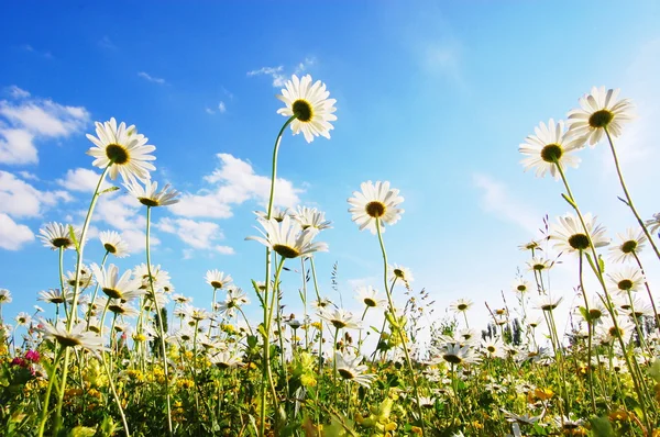 Blomma i sommar under blå himmel — Stockfoto