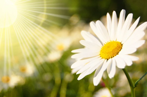 Květina a slunce — Stock fotografie
