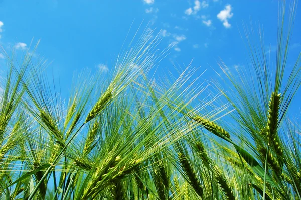 Grano di grano sotto il cielo blu — Foto Stock