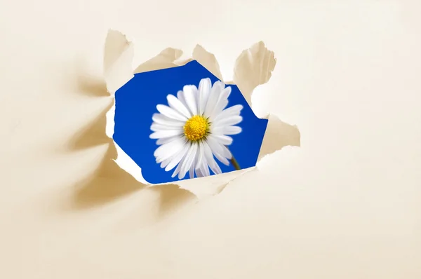 Λουλούδι, πίσω από την τρύπα στο χαρτί — Φωτογραφία Αρχείου