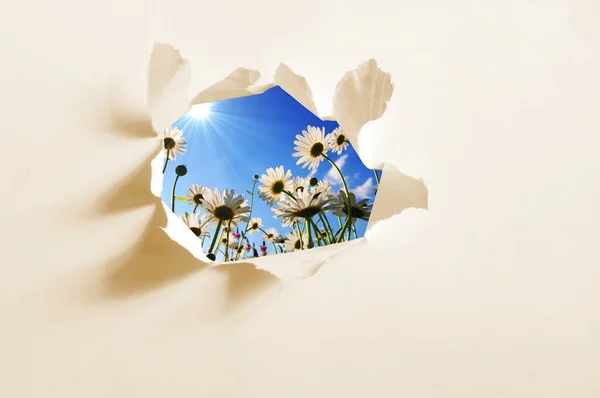 Flower behind hole in paper — Stock Photo, Image