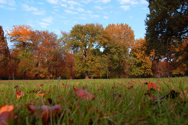 Fall in the park — Stock Photo, Image