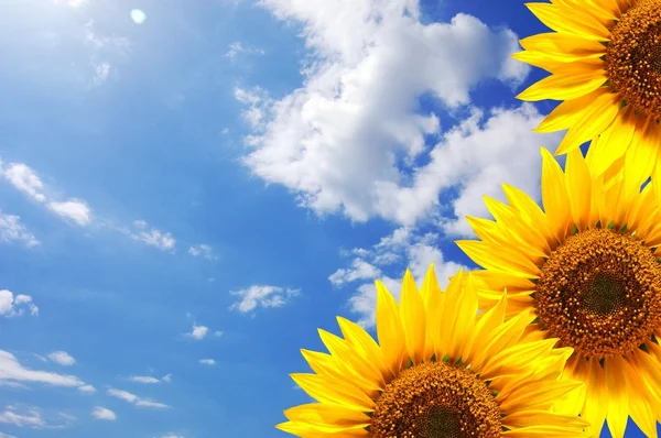 Modrá obloha a slunečnice — Stock fotografie