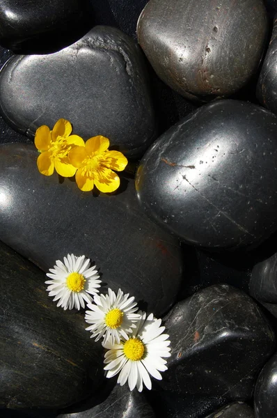 Daisy blommor på svarta stenar — Stockfoto