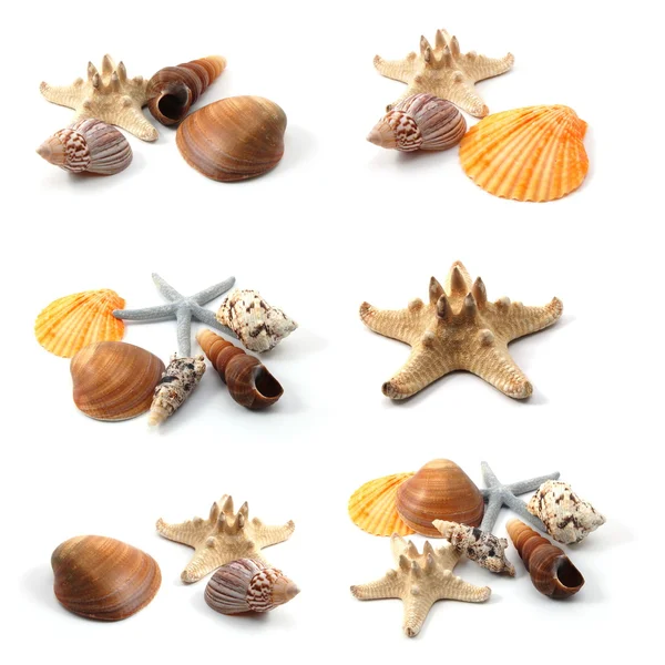 Tengeri kagylókból gyűjtemény — Stock Fotó