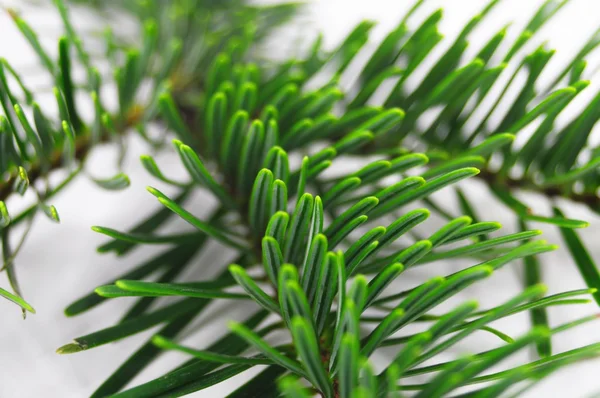 Färsk grön gran gren — Stockfoto