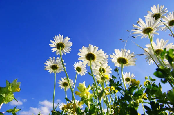 在蓝蓝的天空下的雏菊花 — 图库照片