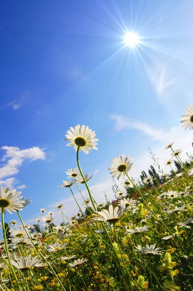 Цветок летом под голубым небом — стоковое фото