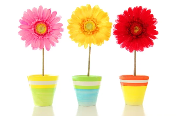 Lucky flowers — Stock Photo, Image