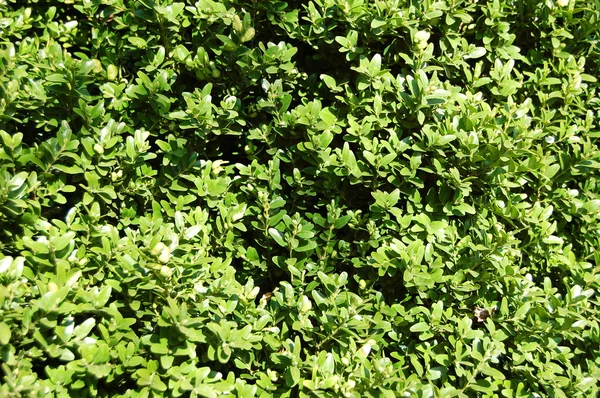 Groene plant textuur — Stockfoto