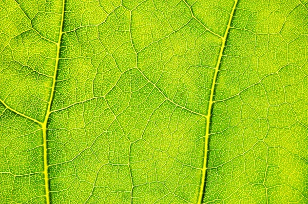 Struktura i tekstura zielony liść — Zdjęcie stockowe