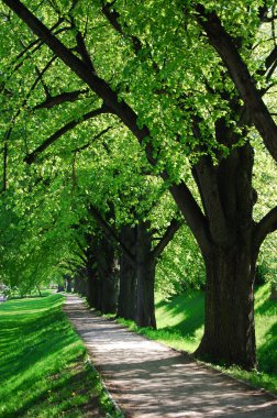 Summer tree alley clipart