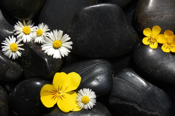 Siyah taşlar üzerinde papatya çiçekler — Stok fotoğraf