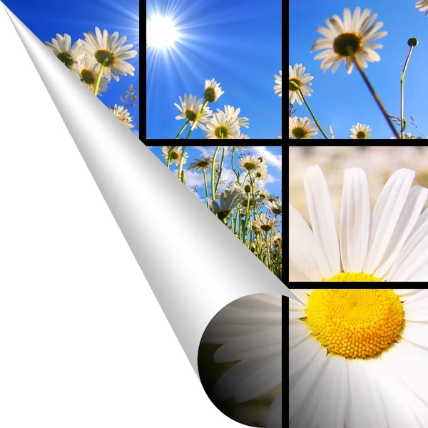 Blumen und Copyspace — Stockfoto