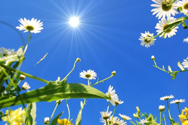 Flor de margarita en verano con cielo azul —  Fotos de Stock