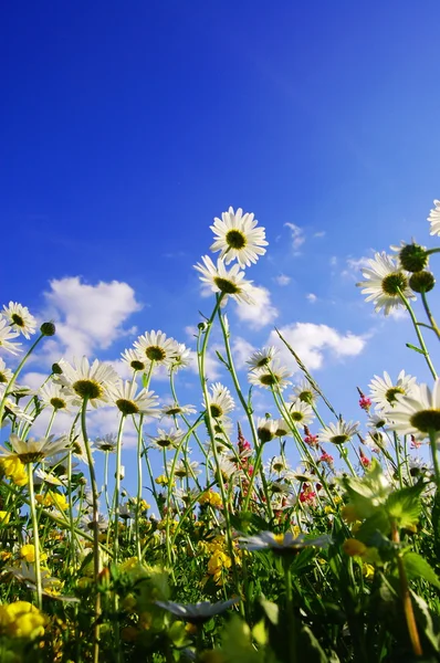Stokrotka kwiaty w lecie — Zdjęcie stockowe