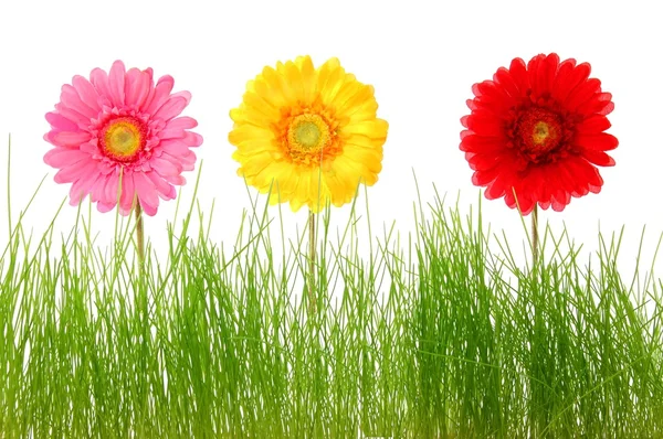Квітка і трави — стокове фото