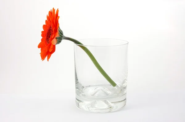 白の分離の花 — ストック写真