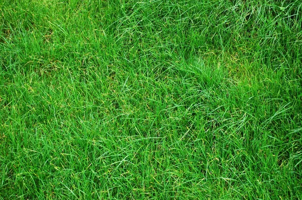 Textura de grama — Fotografia de Stock