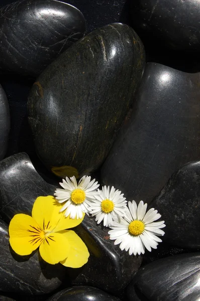 Flores de margarita sobre piedras negras — Foto de Stock