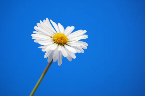 Daisy under blue spring sky — Stock Photo, Image
