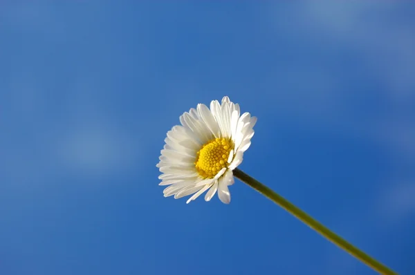 Marguerite sous le ciel bleu du printemps — Photo