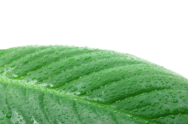 Wet leaf — Stock Photo, Image