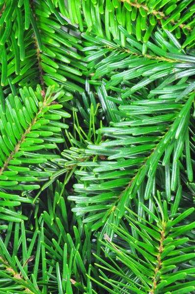 Färsk grön gran gren — Stockfoto