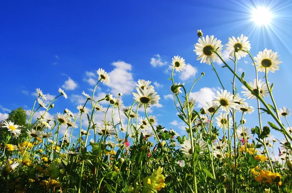 Daisy flowers in summer — Stock Photo, Image