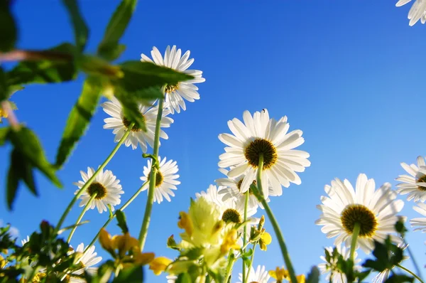 Daisy flower under blue sky — Stock Photo, Image
