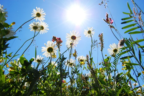 夏季には青い空とデイジーの花 — ストック写真