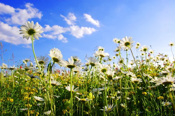 Daisy flower van onderen met blauwe hemel — Stockfoto