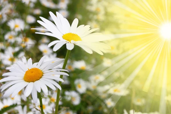 Blume und Sonne — Stockfoto