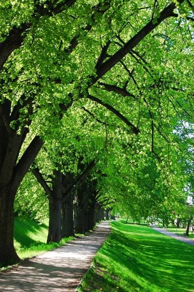 Letní strom alej — Stock fotografie