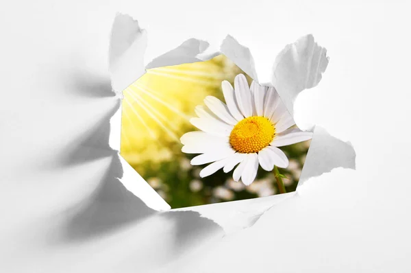 Flor detrás del agujero en papel — Foto de Stock