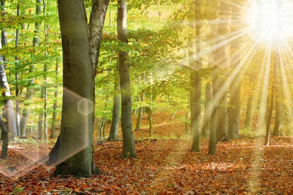 太陽の木と森 — ストック写真