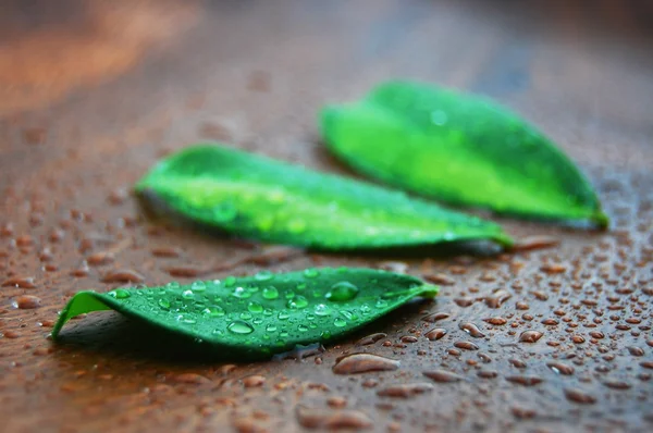 Wellness concept with leaf — Stock Photo, Image