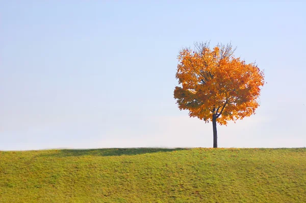 Дерево осенью — стоковое фото