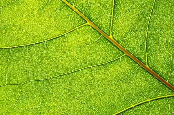 Yapısı ve yeşil yaprak dokusu — Stok fotoğraf