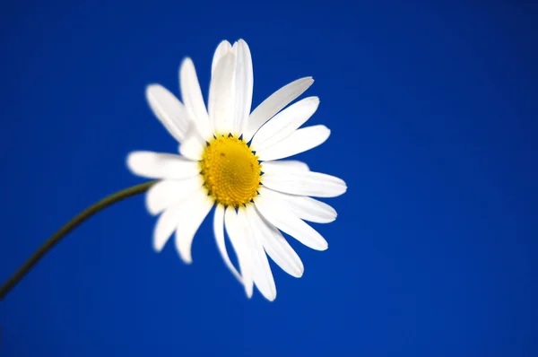 Daisy onder voorjaar van blauwe hemel — Stockfoto
