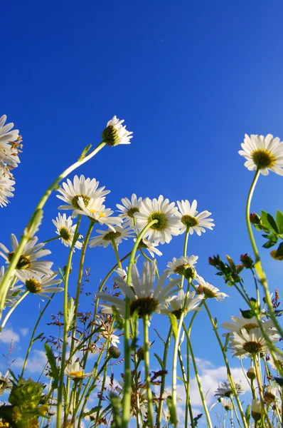 青空の下でのデイジーの花 — ストック写真
