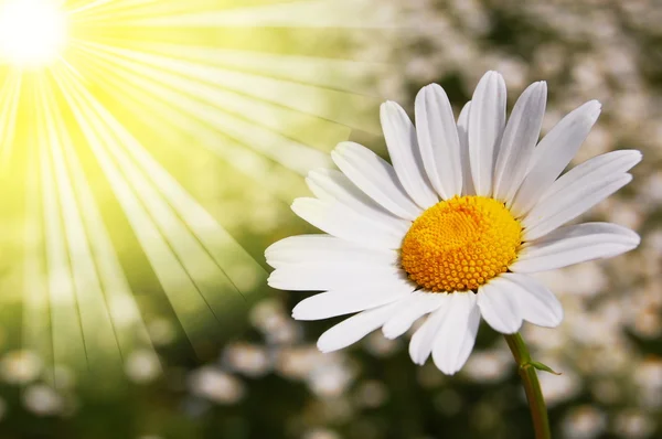 Daisy flor em um campo de verão — Fotografia de Stock