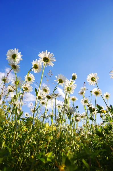 青い空と下からデイジーの花 — ストック写真