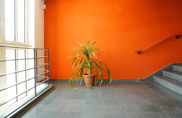 Рослина в горщику на помаранчевій стіні — стокове фото