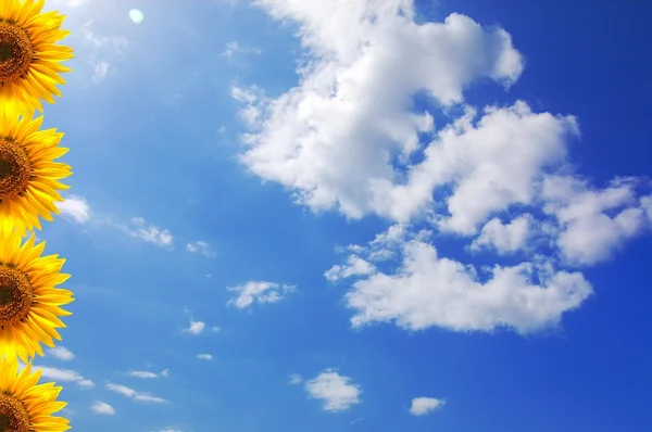 Zonnebloem en blauwe hemel — Stockfoto