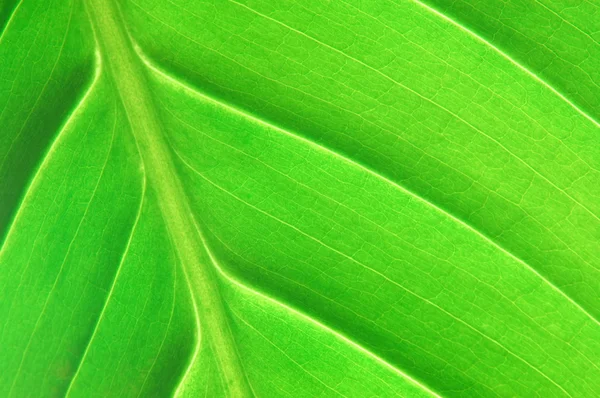 Structure of a leaf Stock Picture